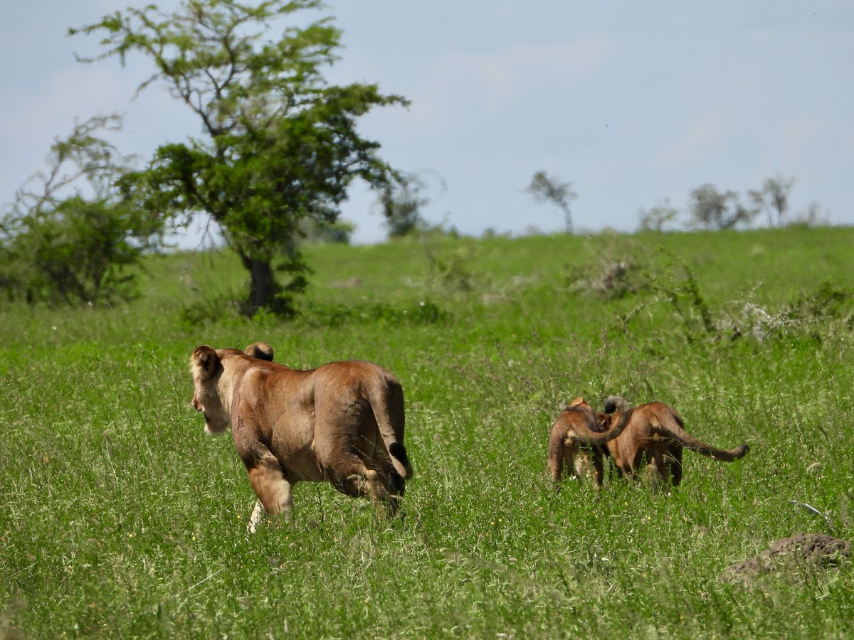 gorillacd's tweet image. Nous avons le plaisir d’annoncer la naissance de trois lionceaux dans le Parc National des Virunga. Âgés d’environ huit mois, leur présence est un signe encourageant de continuité pour la conservation des lions dans le Parc.⁠
⁠
Les lionceaux sont les petits de P1, fille de la…