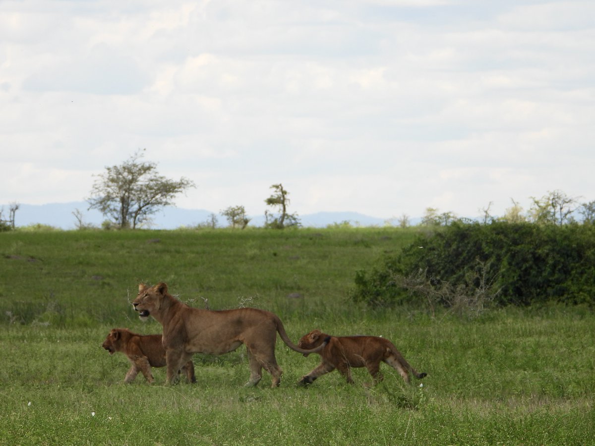 gorillacd's tweet image. Nous avons le plaisir d’annoncer la naissance de trois lionceaux dans le Parc National des Virunga. Âgés d’environ huit mois, leur présence est un signe encourageant de continuité pour la conservation des lions dans le Parc.⁠
⁠
Les lionceaux sont les petits de P1, fille de la…