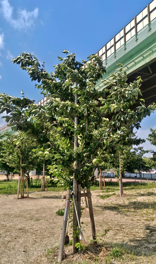 P'Mewが万博に来てた！
桜の木も見に来てほしいなぁ🌸
青々とおおい茂って成長しているよ✨

<a href="/MSuppasit/">mewsuppasit</a> 
#MewSuppasit