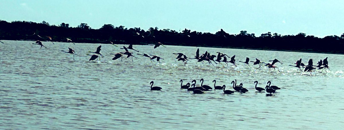 No hay mejor manera de recordar el Día Mundial del Medio Ambiente que una visita a Laguna Capitán, una zona de una increíble riqueza natural para el alistamiento de aves migratorias, ¡hasta flamencos! 🦩 

#diamundialmedioambiente