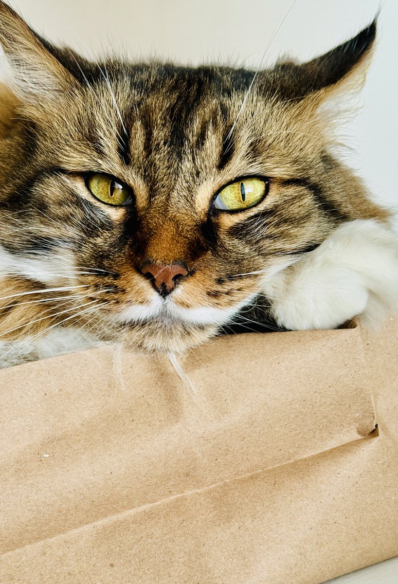 Cita este tweet con la última foto que le tomaste a tu mascota