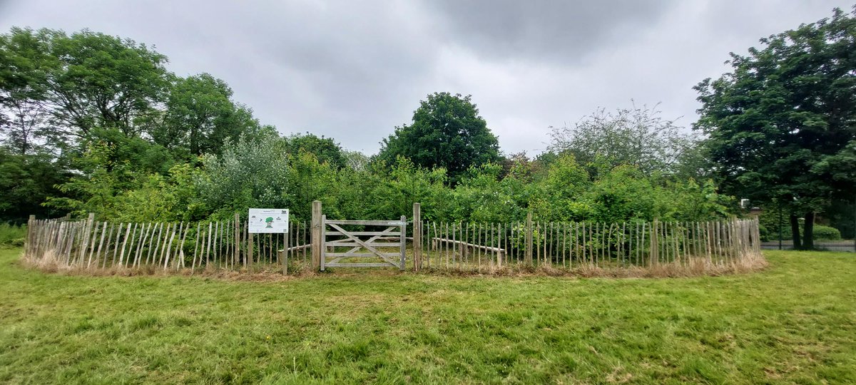 EcoSchoolsLCC's tweet photo. Leicester is home to 31 #TinyForests, each with 600 trees – that’s 18,600! 🌳 These dense, fast-growing woodlands mimic natural forests, offering benefits to people and wildlife. 🌳🦋 🦊🌻Find out more from @Earthwatch_Eur @ClimateReadyLCC #greatbiggreenweek https://t.co/yqcTxF7RYX