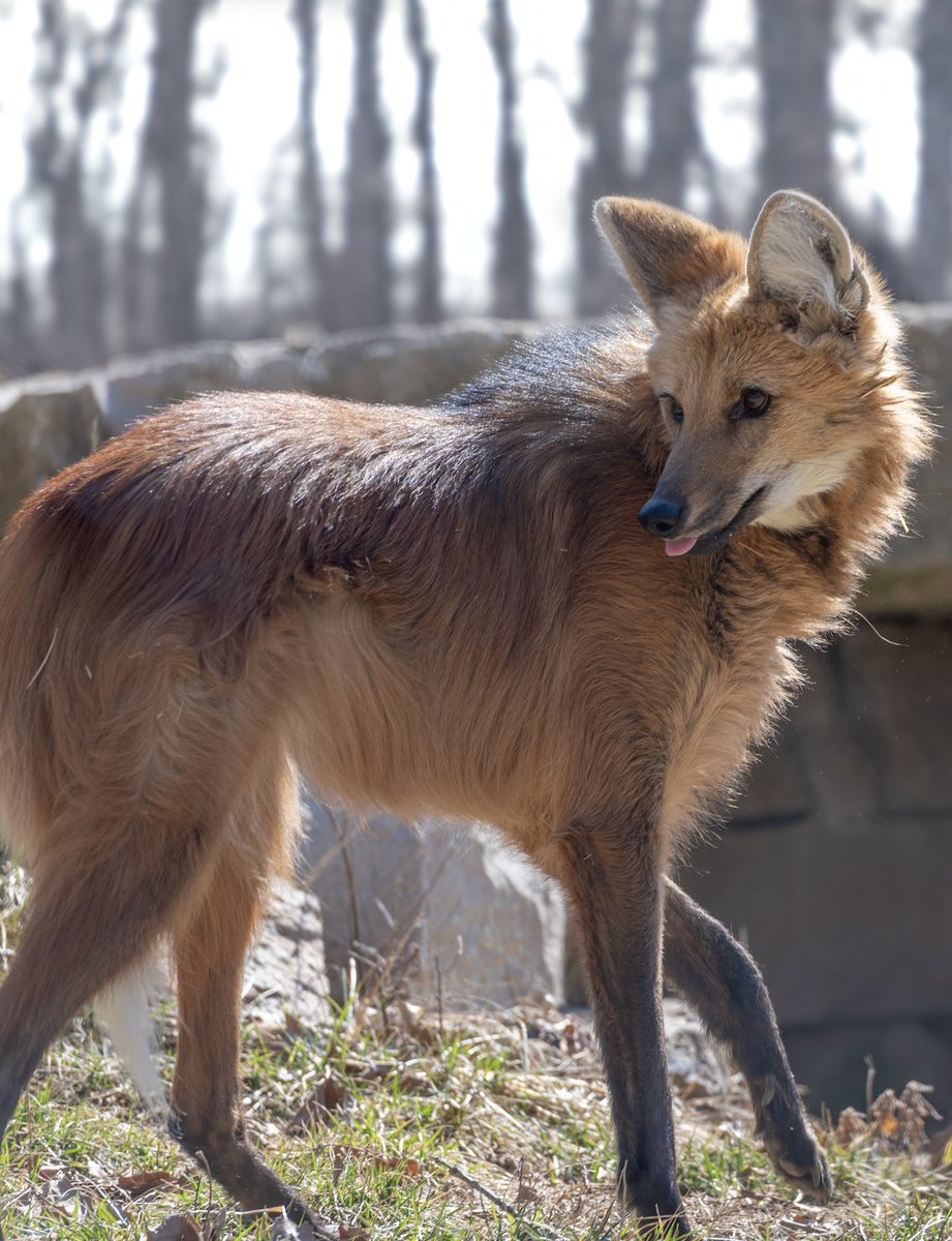 Happy #WorldEnvironmentDay!

Education is key to protecting our planet, and so are our future generations of conservationists! Could that be your child?

Spots are filling up for the EWC summer camp! Register your future conservationist today: endangeredwolfcenter.org/summer-camp/