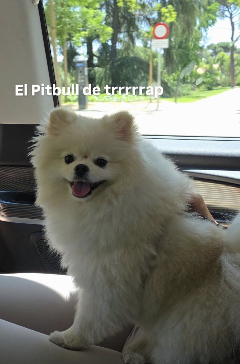 Jajajaj increíble como parece que está sonriendo…..ella nació para que le tomen fotos, la leyenda perruna 👑