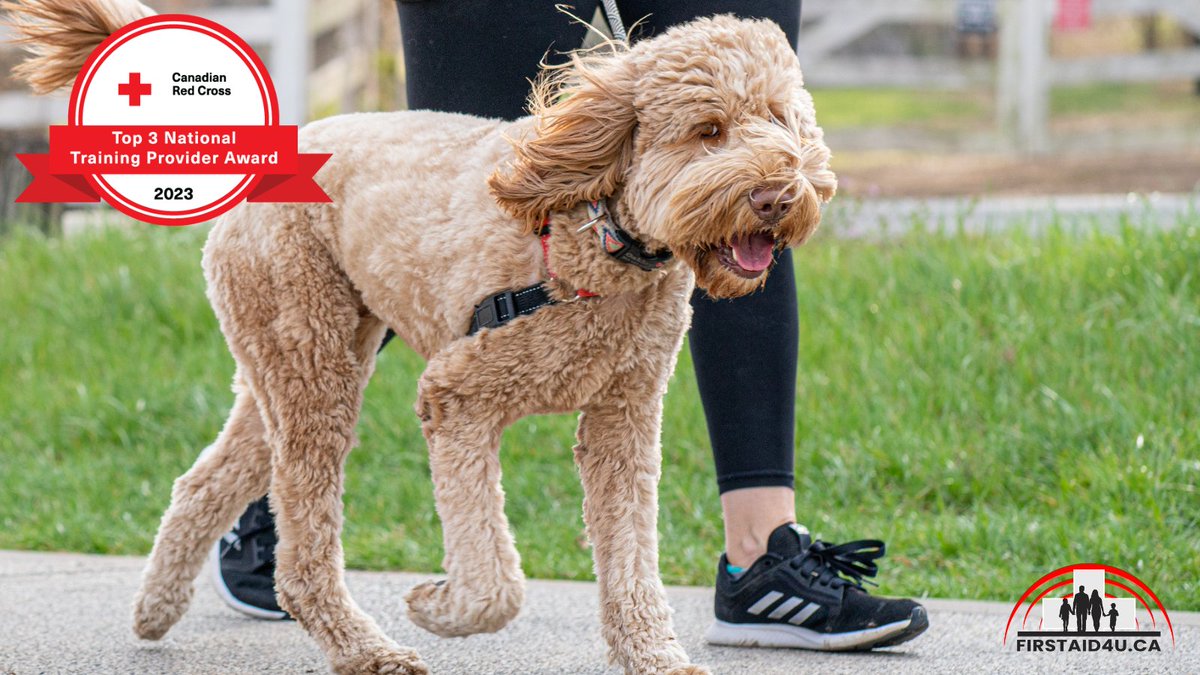 FirstAid4U_Inc's tweet image. Daily walks are great for you and your dog - but are you prepared if an emergency were to happen?

Learning Pet First Aid and CPR could save your pet when a vet isn't nearby. Register today!🐾

firstaid4u.ca/product/pet-fi…

#PetFirstAid #FirstAid4U #ResponsiblePetOwner