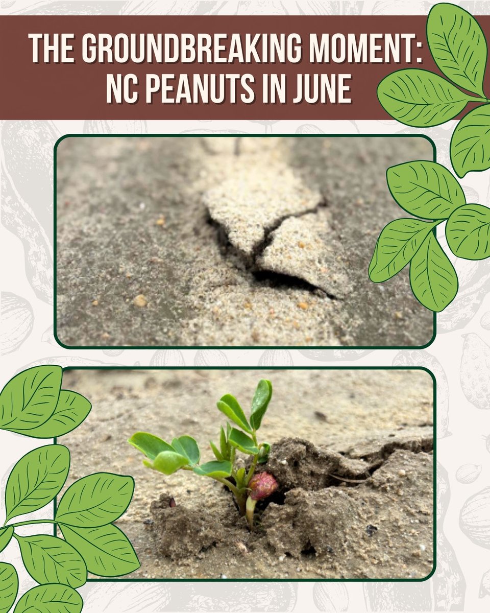 Peanut planting ended last month here in North Carolina, and we’re already seeing signs of life! 🌱 

Early June brings a groundbreaking moment in the fields—the soil begins to crack as tiny peanut seedlings push their way toward the surface. 🥜 

#NCPeanuts #SeedtoHarvest
