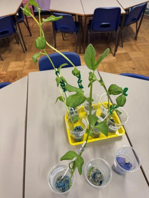 In our science lessons this half term, Year 1 have been learning about plants. The children planned their own beans and are recording the growth of them.