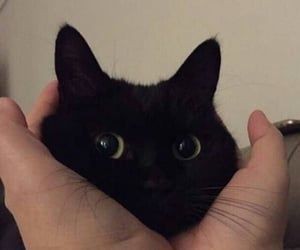 cats.jpg (@catsdotjpg) on Twitter photo 