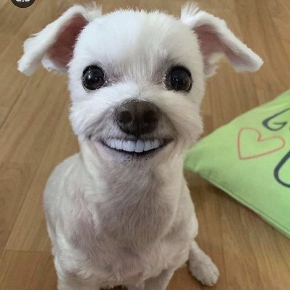 되게.. 이 강아지처럼 웃는다…