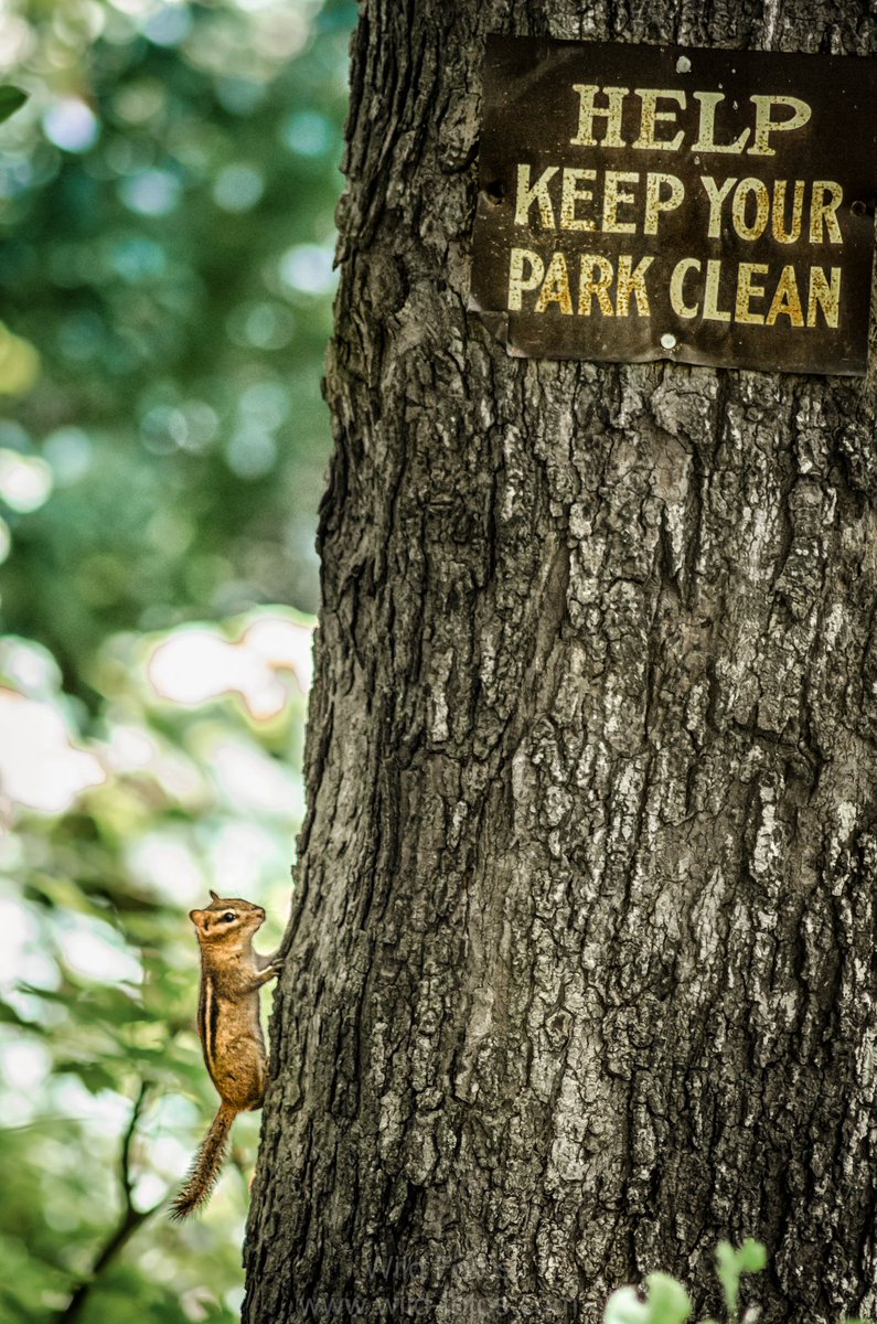 Happy World Environment Day!!!

Caught this chipmunk reading the sign.

No excuses now, folks. 🐿️👇

#WorldEnvironmentDay #NatureKnows #wildlifephotography #chipmunk #NaturePhotography