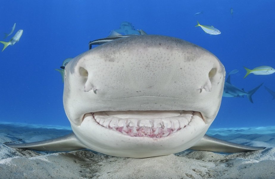 SharkiesOTD's tweet photo. ♡ Tiger Shark 

~ Tiger sharks are known to eat just about anything! Including fur coats, leather, armor, and even leashed dogs. https://t.co/TpMIK6X91s