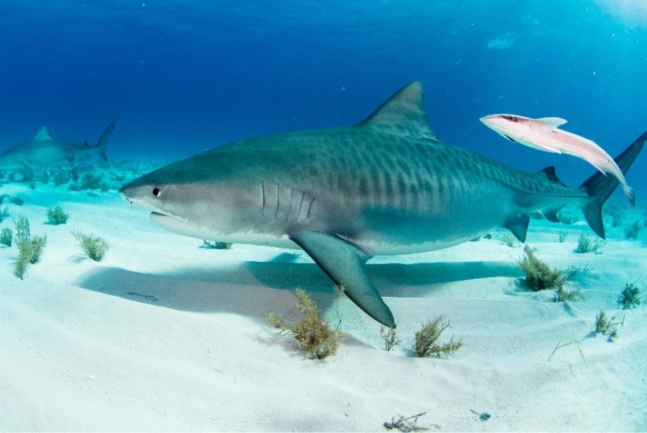 ♡ Tiger Shark 

~ Tiger sharks are known to eat just about anything! Including fur coats, leather, armor, and even leashed dogs.