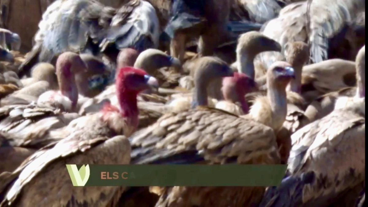 codeposa's tweet image. Un càmera de Comunicacions dels Ports ha vist de ben a prop com és un menjador de voltors per a enregistrar aquestes imatges per a un reportatge de La Via Verda d’À Punt
🎥
#Vallibona #ElsPorts #Castelló #ComunitatValenciana 
▸ apuntmedia.es/programes/la-v…