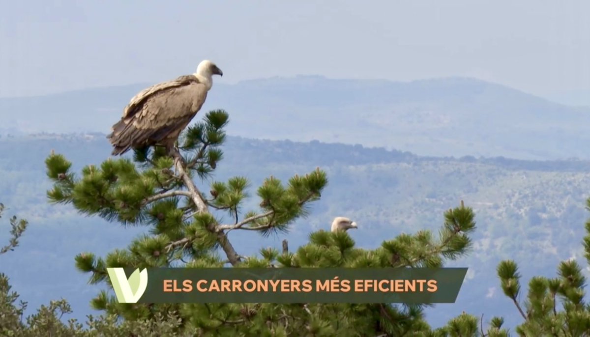 codeposa's tweet image. Un càmera de Comunicacions dels Ports ha vist de ben a prop com és un menjador de voltors per a enregistrar aquestes imatges per a un reportatge de La Via Verda d’À Punt
🎥
#Vallibona #ElsPorts #Castelló #ComunitatValenciana 
▸ apuntmedia.es/programes/la-v…