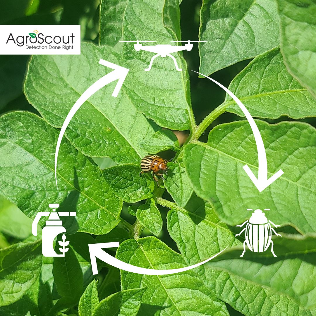 AgroScout's tweet photo. Tip of the Week ✅

Sprayed a hotspot? Don’t assume it’s gone — run another Pest and Disease mission to be sure. 🐛🕵️‍♂️
With AgroScout, you can compare before &amp; after data to confirm your treatment worked. 🌿📊

#PrecisionAg #PestManagement #SmartFarming https://t.co/SZqAgVW2Ni