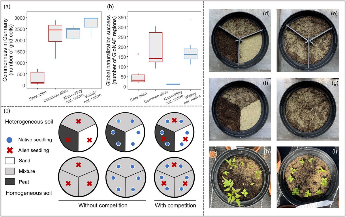 🌿Soil heterogeneity doesn't always promote alien over native plants. When testing the effects of native species on alien species, it's important to consider the naturalization success of the native species👇
🔍 Article: buff.ly/tEBGAJ0 
🗞️ Blog: buff.ly/8wjr8Sk