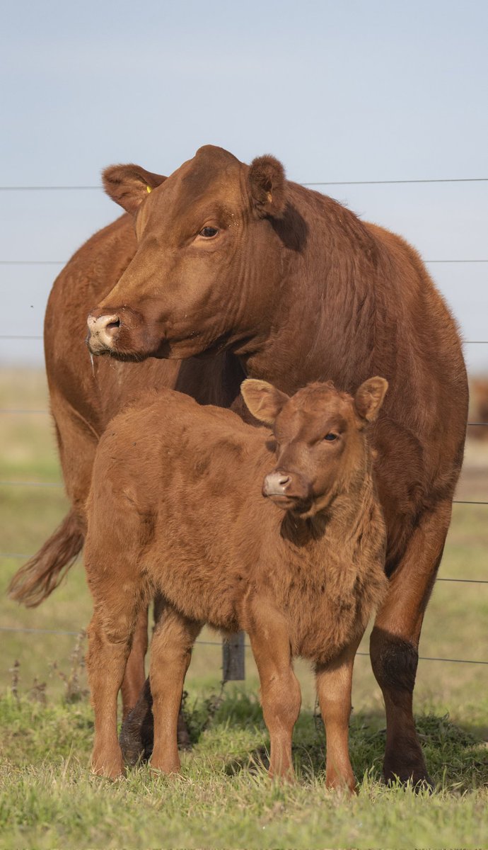 Continuamos publicando imágenes de reproductores Limangus de Cabaña LOS CHOLES de Administración Cook, para su Remate de Otoño, 26 de junio en Estación Ombú, cerca de Huanguelén (Pcia de Bs As)