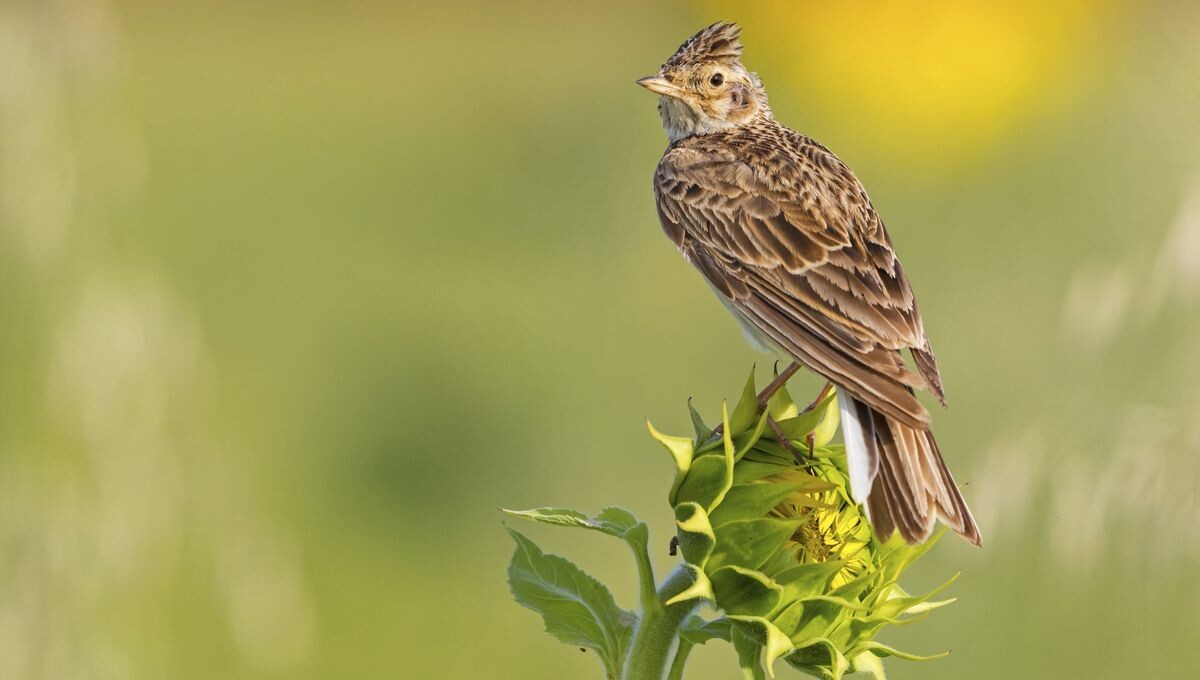 Tribunal de Bayonne : trois chasseurs condamnés pour braconnage de passereaux
➡️ l.ici.fr/auq