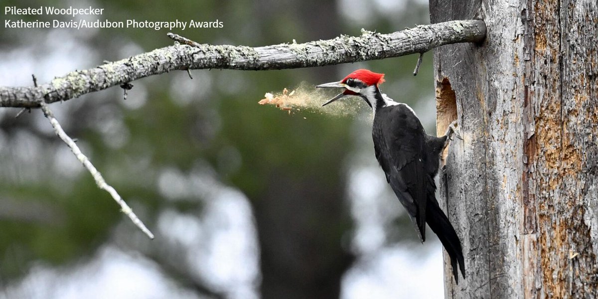 Today, on #WorldEnvironmentDay, take a moment to appreciate everything that birds do for the places we rely on and love. From spore-spreading to producing fecal fertilizer, read about six unexpected ways that birds are important for the environment. bit.ly/3FFtfpI