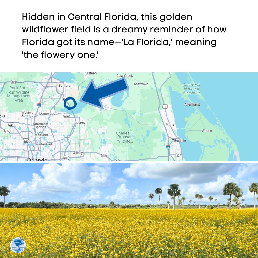 📍 Central Florida’s Best-Kept Secret 🌾
📌 Marl Bed Flats Tract Trailhead
💰 Free Admission
✨ Wildflowers blooming 
📅 Late September - Mid-October
🔗 bit.ly/LakeJesupConse…

#CentralFlorida #HiddenGems