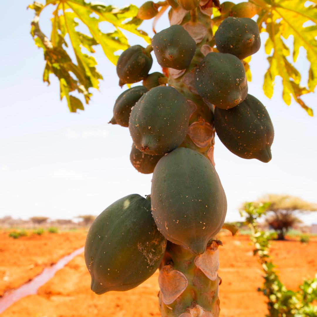 NRC_EAY's tweet photo. #Somalia: In Guriel,we are enabling farmer cooperatives with innovative solar-powered smart irrigation systems. Through the #OASISProject, this tech maximizes water use to boost crops, food security & resilience in drought-prone areas. Thanks to #BRCiSConsortium & @EU_in_Somalia. https://t.co/qWriAPi7nr