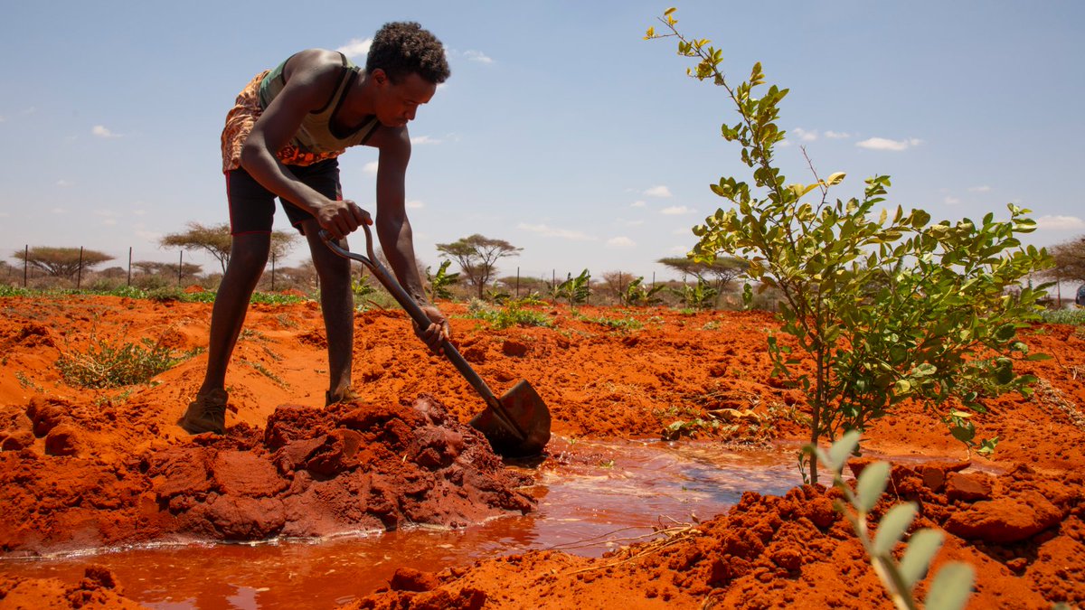NRC_EAY's tweet photo. #Somalia: In Guriel,we are enabling farmer cooperatives with innovative solar-powered smart irrigation systems. Through the #OASISProject, this tech maximizes water use to boost crops, food security & resilience in drought-prone areas. Thanks to #BRCiSConsortium & @EU_in_Somalia. https://t.co/qWriAPi7nr