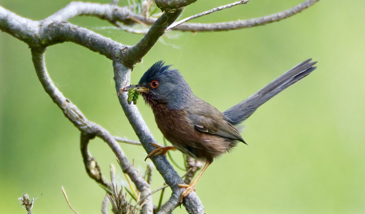 On #DunwichHeath, from a respectful distance, watching #DartfordWarbler in pine tree taking food to its nest.  Looks like the caterpillar of the Pine Hawk Moth.