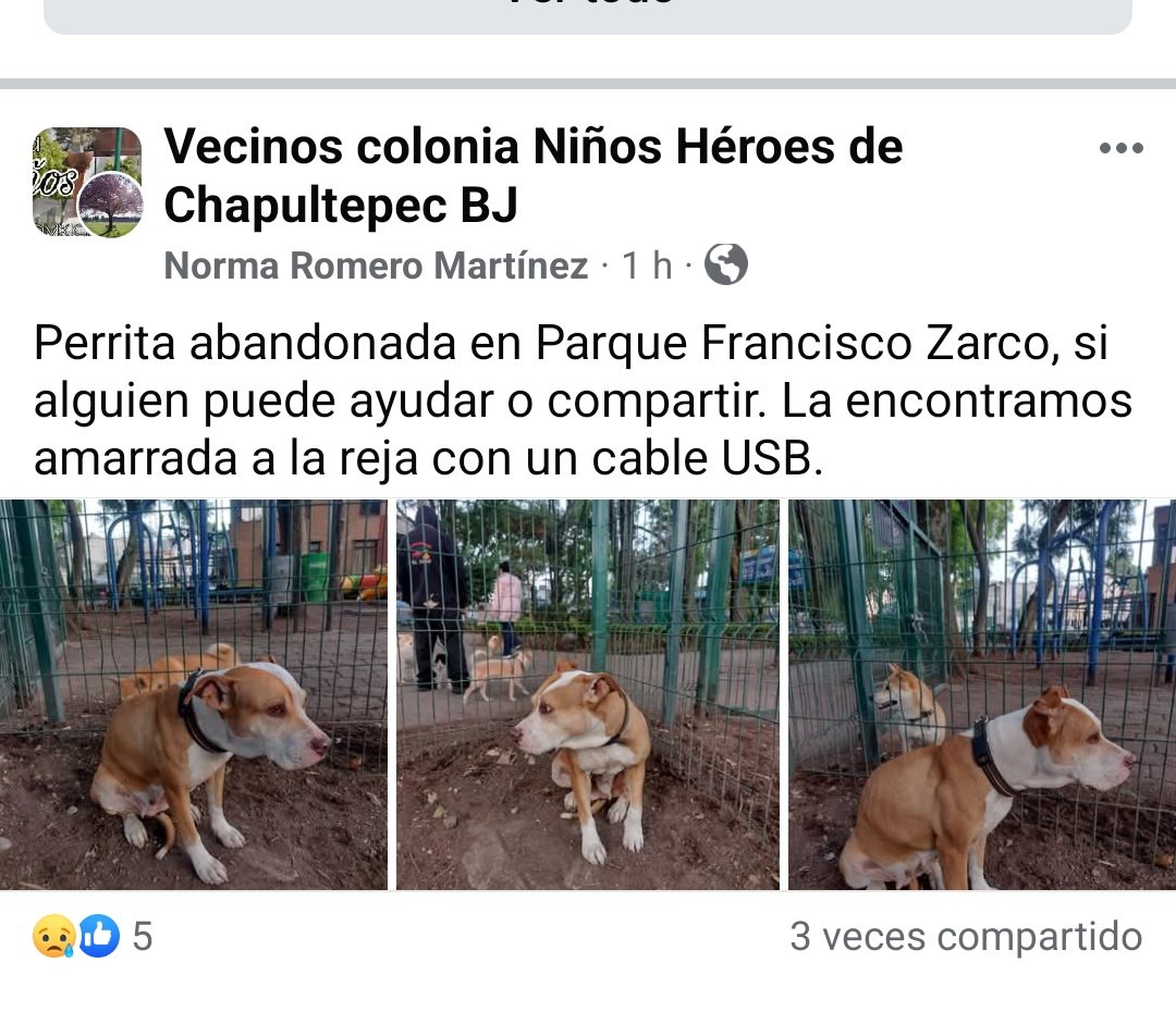 <a href="/AgatanCdmx/">Agencia de Atención Animal</a> <a href="/SEDEMA_CDMX/">Secretaría del Medio Ambiente</a> <a href="/BJAlcaldia/">Alcaldía de Benito Juárez</a> <a href="/AccionesBJ/">Acciones BJ</a> calle Jorge Carreño Alvarado colonia periodistas alcaldía Benito Juárez perrita abandonada en el parque Francisco Zarco <a href="/IvanNavaMx/">Ivan Nava</a>