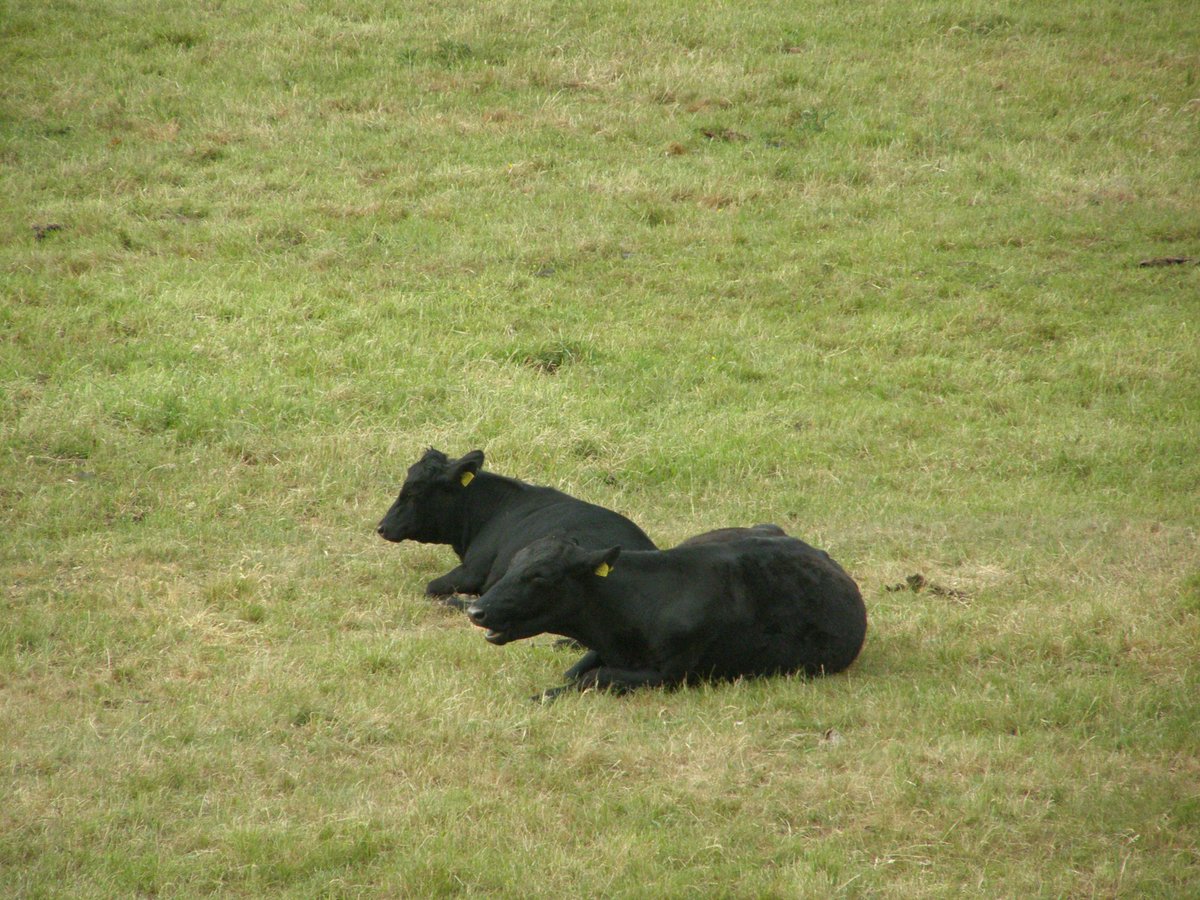 Manchester Wildlife Camera tweet media