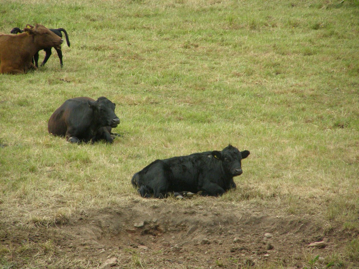 Manchester Wildlife Camera tweet media