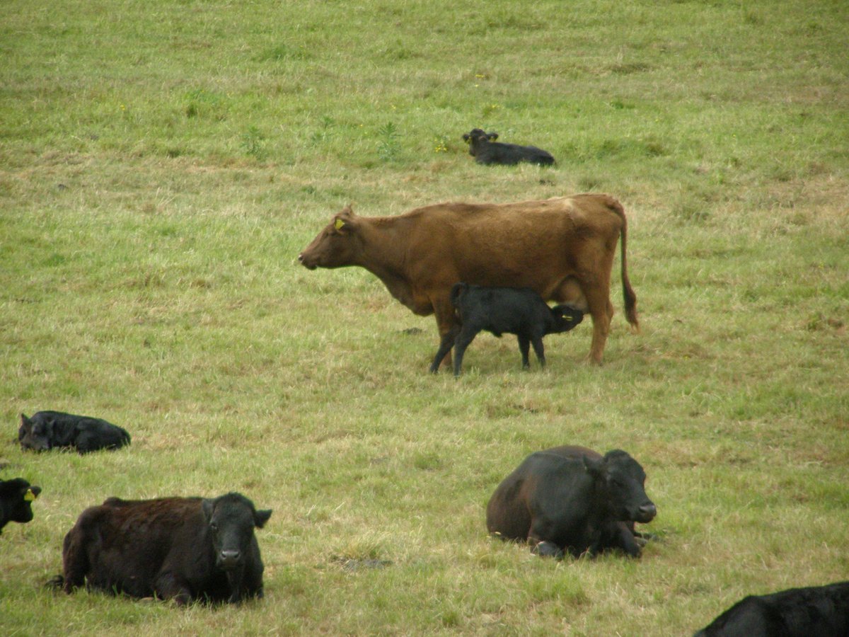 Manchester Wildlife Camera tweet media