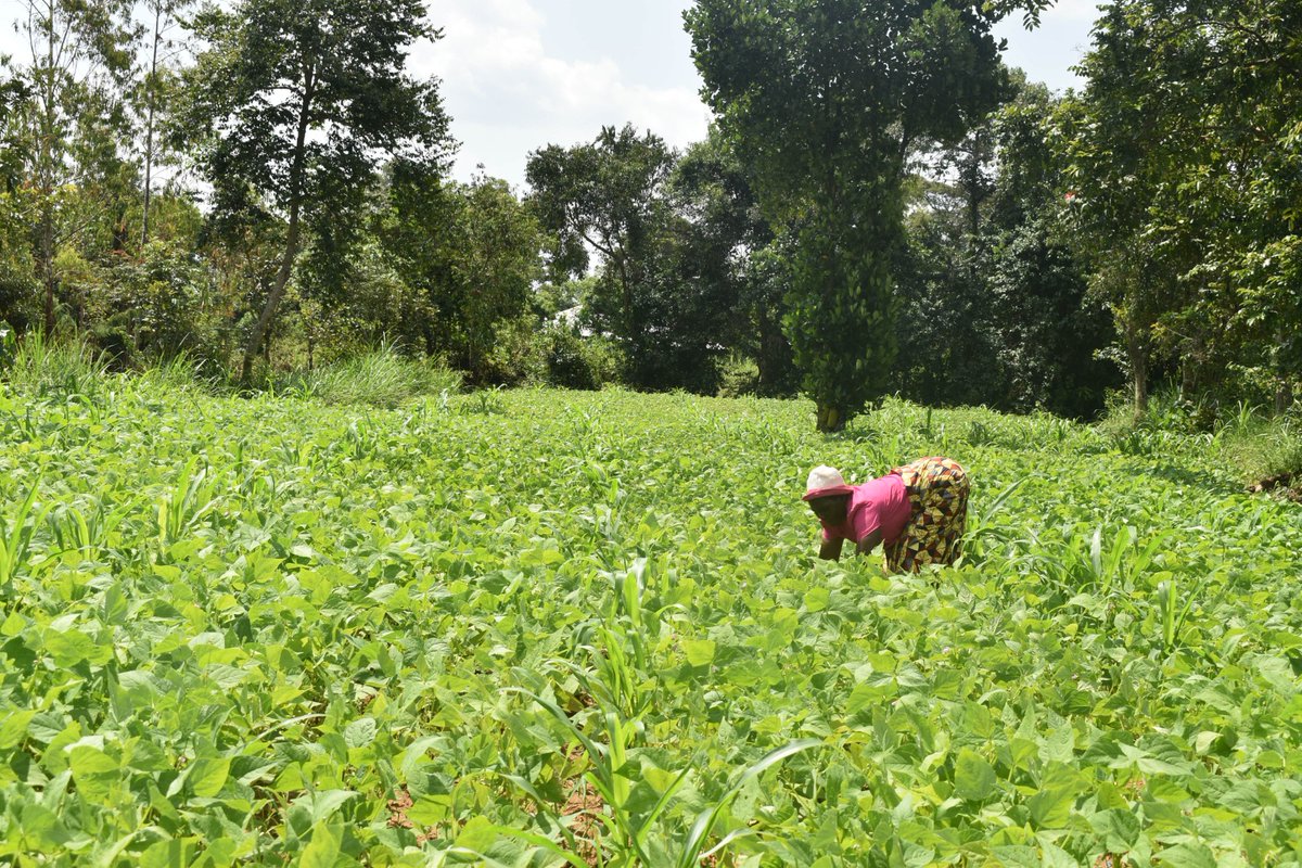 BIBA_Kenya's tweet image. This #WorldEnvironmentDay, we choose agroecology 🌱
We protect indigenous seeds 🌾
We fight for food sovereignty 🍲
Our land. Our future. Our power.
#GenerationRestoration
#Agroecology #FoodSovereignty #IndigenousSeeds #StopHHPs