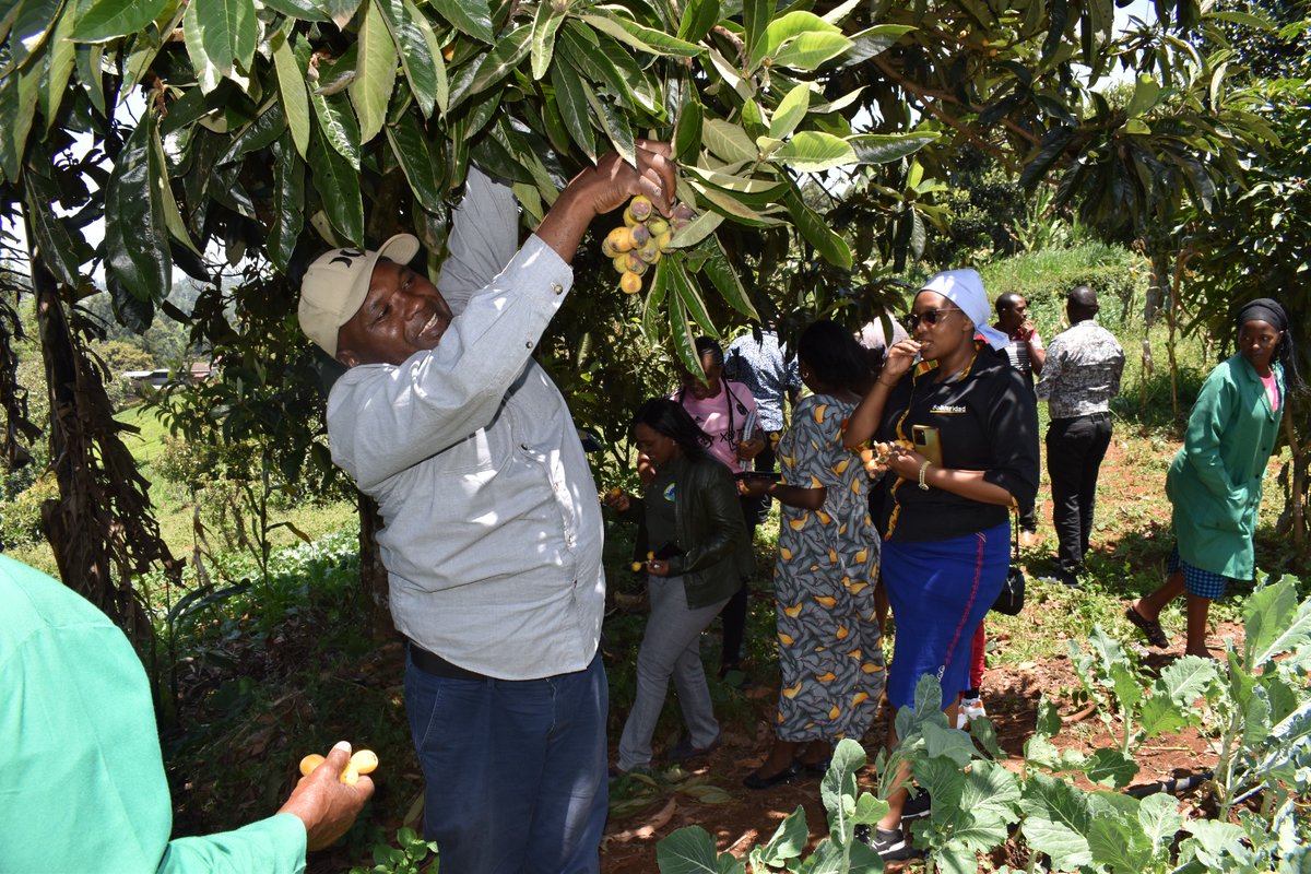 BIBA_Kenya's tweet image. This #WorldEnvironmentDay, we choose agroecology 🌱
We protect indigenous seeds 🌾
We fight for food sovereignty 🍲
Our land. Our future. Our power.
#GenerationRestoration
#Agroecology #FoodSovereignty #IndigenousSeeds #StopHHPs