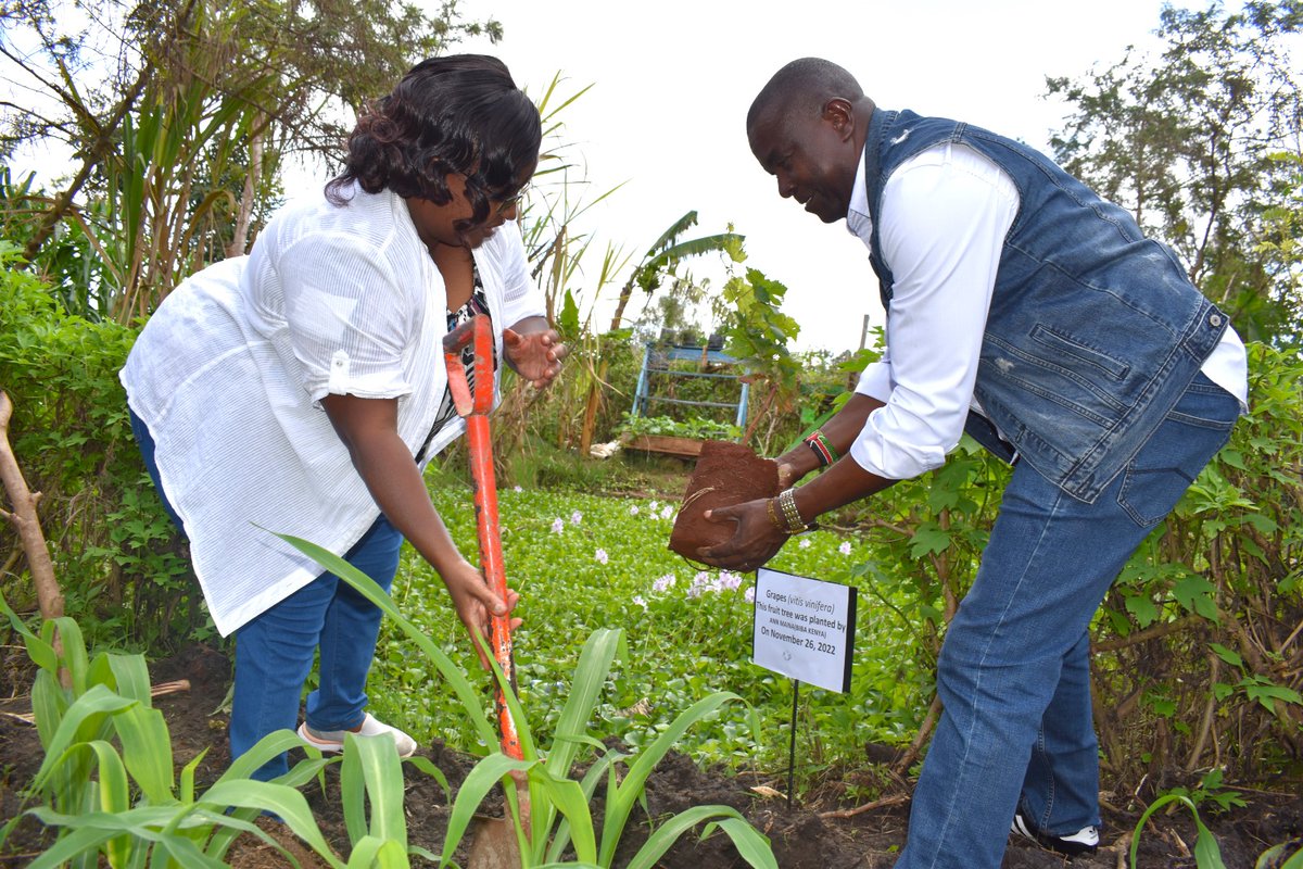 BIBA_Kenya's tweet image. This #WorldEnvironmentDay, we choose agroecology 🌱
We protect indigenous seeds 🌾
We fight for food sovereignty 🍲
Our land. Our future. Our power.
#GenerationRestoration
#Agroecology #FoodSovereignty #IndigenousSeeds #StopHHPs
