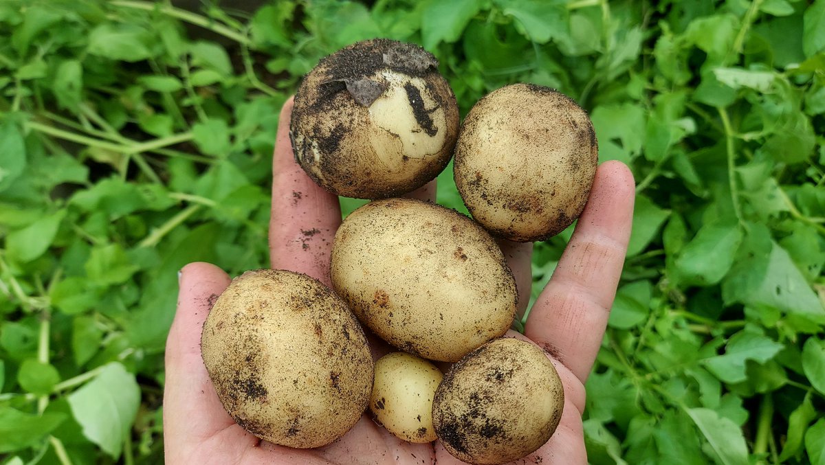 Harvesting Swift first early potatoes. A few signs of scab (who cares?); I think I underwatered them in the drought. I will weigh the yield but it's a good one. #GrowYourOwn #Food 🌱