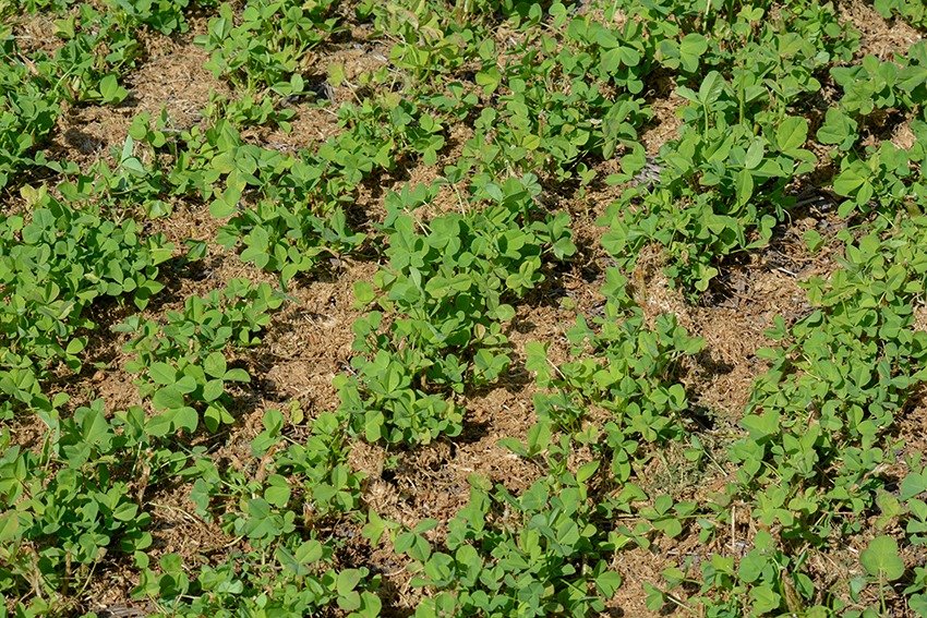 #HOY 5 de junio se celebra el Día Mundial del Medio Ambiente 🌱🌾💧🐄
El <a href="/MGAPUruguay/">MGAP</a>  refuerza el compromiso para atender los desafíos y adecuar acciones que contribuyan en el cuidado y protección del ambiente.