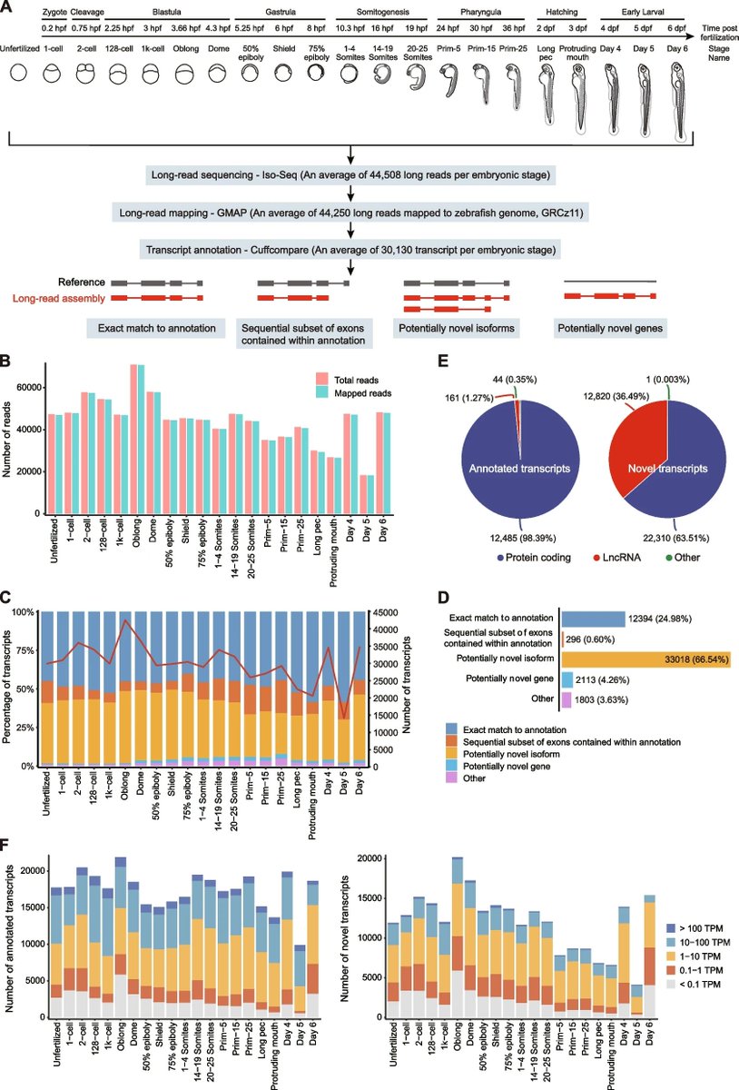 jsantoyo's tweet photo. High resolution of full-length RNA sequencing deciphers massive transcriptome complexity during zebrafish embryogenesis. #FullLengthRNAseq #IsoSeq #HiFi #Transcriptome #Zebrafish #Embryogenesis #Genomics #Bioinformatics #Sequencing @BMCBiology 
https://t.co/rpCKA5lbGr https://t.co/qkwAnt0wEn