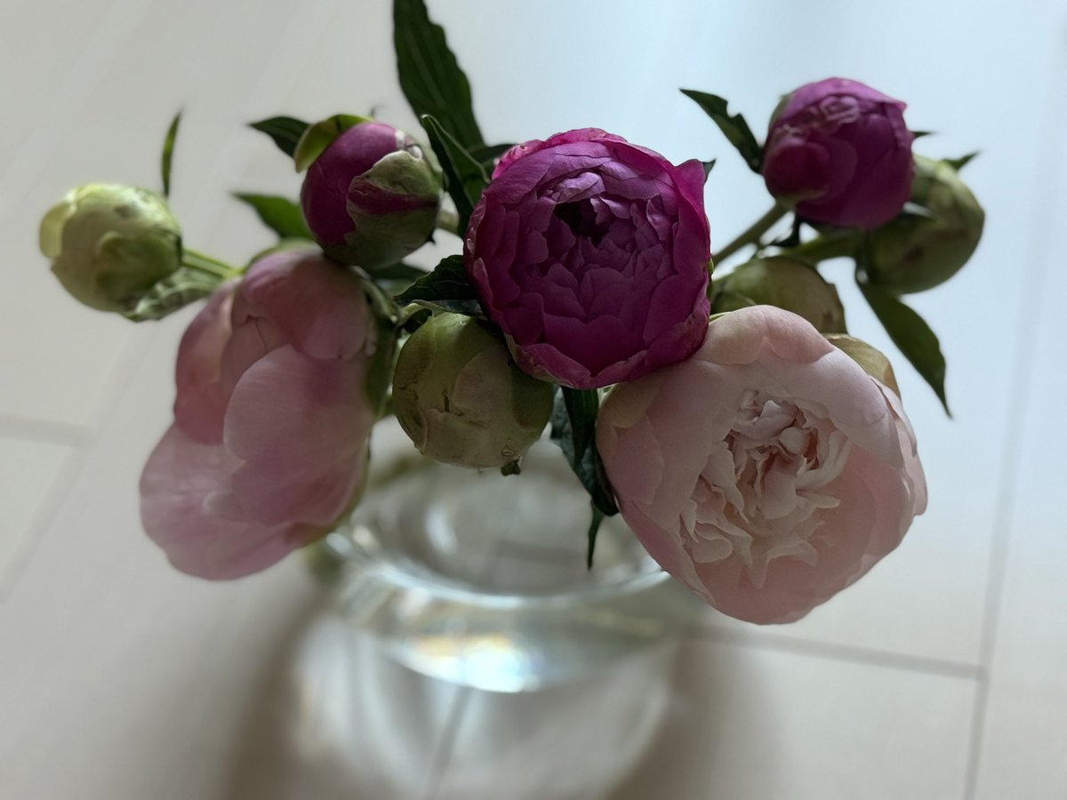 norizot's tweet image. 今年も芍薬フェア開催中
旦那が仕事終わりに買ってきてくれた
そんなわけで我が家でも開催中
ポコポコに咲き誇れ！

Group blast45
新曲2回目だけどまだ脳トレ状態
立ち止まって考えて動き出して…
８曲目の動き好きだなぁ
#坪井花苑
#芍薬フェア
#groupblast