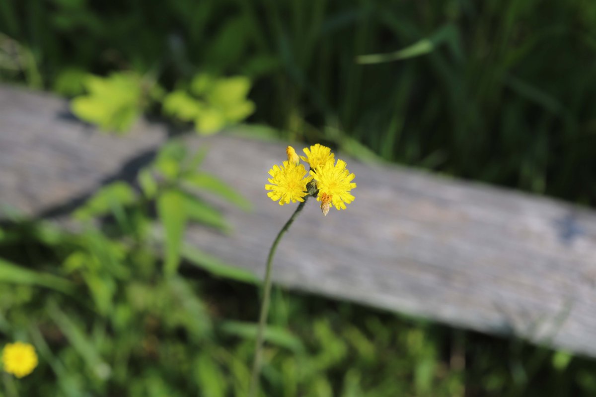 Spring flowers are finally making an appearance. Some in #RNUP include the false Solomon's seal, May apple flower, Virginia waterfleaf and yellow hawkweed. Many other flowers are showing off for visiting hikers.