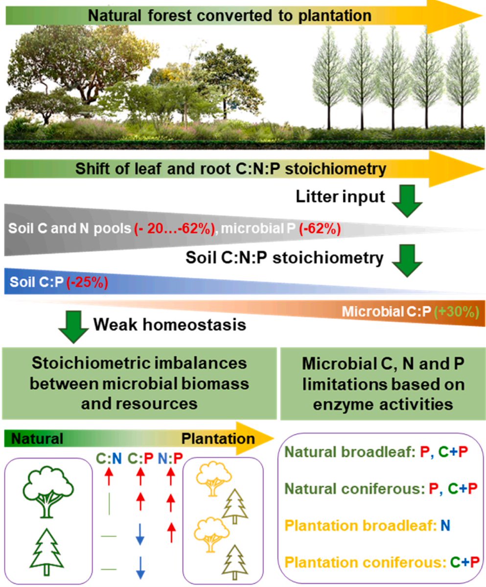 💥NEW in Forest Ecology &amp; Management
Nutrient cycles in transition: C:N:P #stoichiometry by #forest conversion to #plantations
doi.org/10.1016/j.fore…

50-day Free: authors.elsevier.com/c/1lDBr1L~GwgA…

#SoilOrganicMatter #soil #Roots #landuse #Fertilisers #Phosphorus #nitrogen #metaanalysis