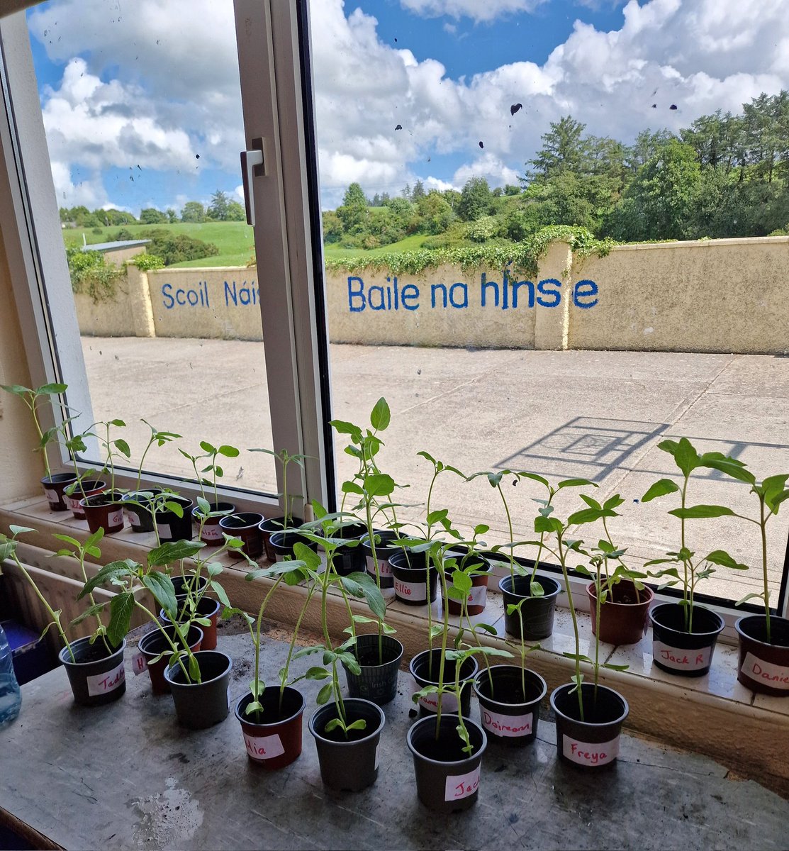 BallinahinchNS (@ballinahinchns) on Twitter photo In May, Rang 3 & 4 planted some sunflower seeds with the help of Maura Foley from Ballinahinch Tidy Towns.They have been looking after them in the classroom, watching them grow. Soon, they take the home and plant. They are thrilled with their progress so far <a href="/GreenSchoolsIre/">Green-Schools</a> โ๏ธ๐ป In May, Rang 3 & 4 planted some sunflower seeds with the help of Maura Foley from Ballinahinch Tidy Towns.They have been looking after them in the classroom, watching them grow. Soon, they take the home and plant. They are thrilled with their progress so far <a href="/GreenSchoolsIre/">Green-Schools</a> โ๏ธ๐ป