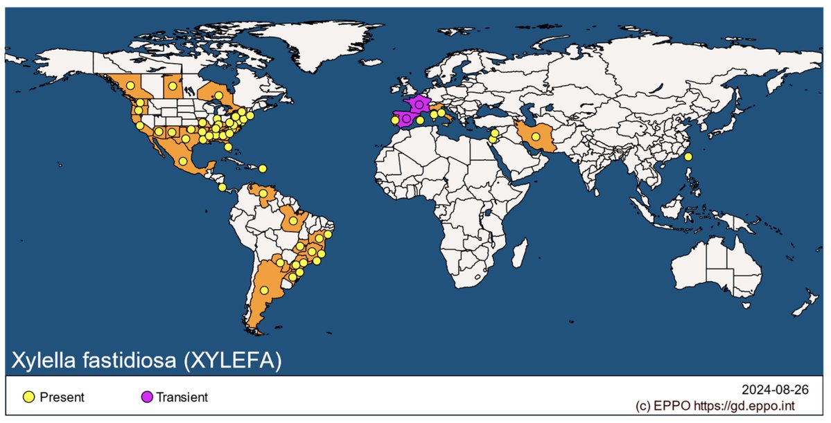 Proceedings MDPI (@proceedingsmdpi) on Twitter photo A Novel Low-Cost System for Xylella fastidiosa Early Detection Using Electrical Conductivity Probes
<a href="/MDPIEngineering/">MDPI Engineering</a>
Full access: mdpi.com/2504-3900/117/…
By Nikolaos Marios Polymenakos et al.
From the HAICTA 2024 Conference
#PrecisionAgriculture #PlantHealth #PlantPathology A Novel Low-Cost System for Xylella fastidiosa Early Detection Using Electrical Conductivity Probes
<a href="/MDPIEngineering/">MDPI Engineering</a>
Full access: mdpi.com/2504-3900/117/…
By Nikolaos Marios Polymenakos et al.
From the HAICTA 2024 Conference
#PrecisionAgriculture #PlantHealth #PlantPathology