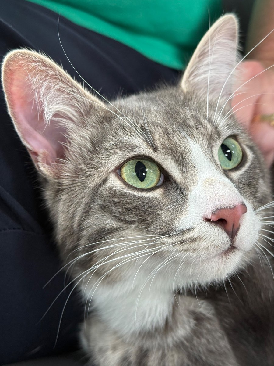 Yesterday was an exciting day for me! Staff took me to see Robin, her friend that rescued me. She started crying. I’m not sure why.
*confused ears*
I was a little shy around her.
She said I was handsome.😻
Robbie🩶🐾