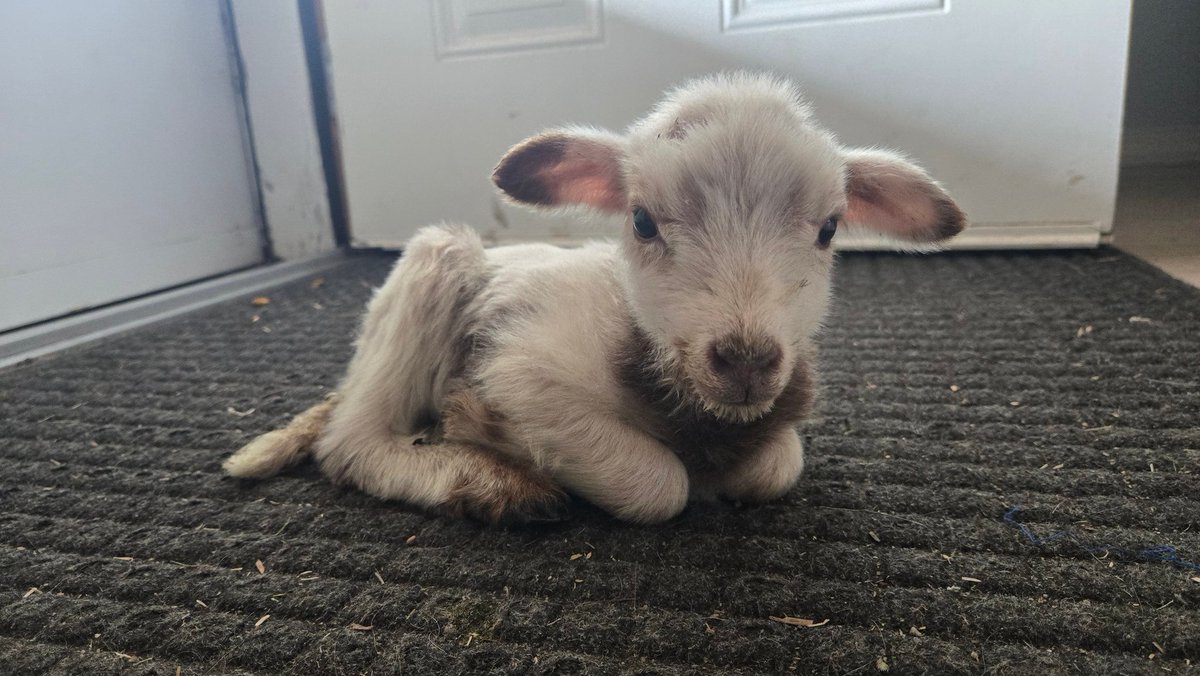 Hey baby 🐑🍼