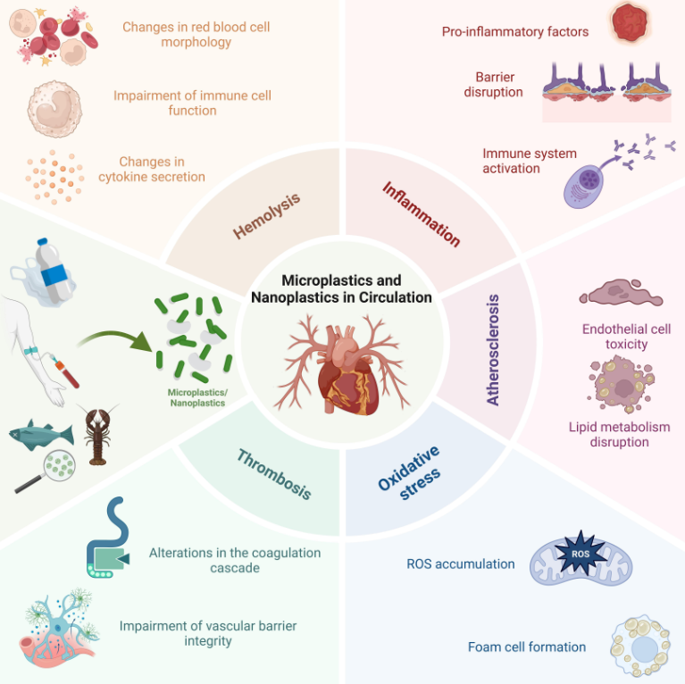 CVR Tomasz Guzik (@cvr_tomaszguzik) on Twitter photo This #WorldEnvironmentDay we're taking a closer look at microplastics & nanoplastics - environmental pollutants that have a significant impact on #cardiovascular health
Discover more in this must-read review
academic.oup.com/cardiovascres/…
<a href="/escardio/">European Society of Cardiology</a> #CVD #CardiovascularResearch This #WorldEnvironmentDay we're taking a closer look at microplastics & nanoplastics - environmental pollutants that have a significant impact on #cardiovascular health
Discover more in this must-read review
academic.oup.com/cardiovascres/…
<a href="/escardio/">European Society of Cardiology</a> #CVD #CardiovascularResearch