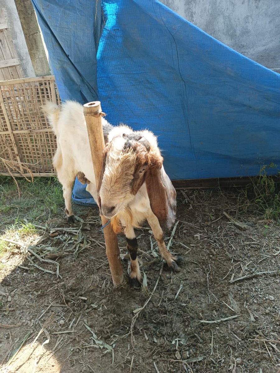 kwjkwjsrh's tweet photo. alhamdulilah taun ini bisa qurban 2 ekor, mudah²an taun depan bisa qurban sapi satu ekor. AMIN  YA ALLAH AMIN AMIN YRA 🤲🤲 https://t.co/FgU8rijlDM