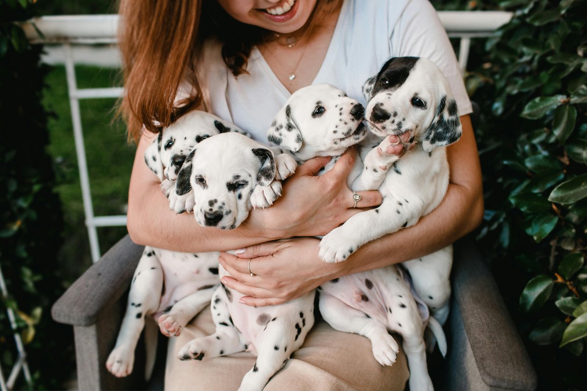 FidosOneStop's tweet photo. A handful of puppies = a heart full of joy 💕 Shop all things pup at Fido’s One Stop!

🛒 https://t.co/y8QmJLdHpd

#FidosOneStop #PuppyLove #DogMomVibes #CuteOverload #PuppyGear https://t.co/4quh3e4CZu