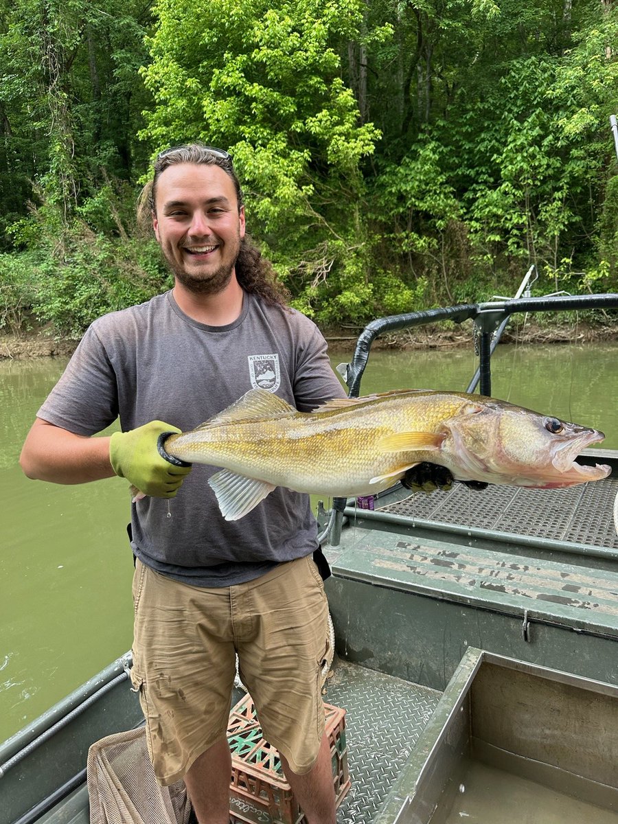 kyfisheriesse's tweet photo. It's the weekend you've been waiting for! Free fishing weekend is almost here & this walleye from the Rockcastle River is a perfect example of why you need to go! No license or trout stamp needed to fish in KY waters on June 7&8. Size & creel limits still apply. #FishKY https://t.co/6O459DvNZs