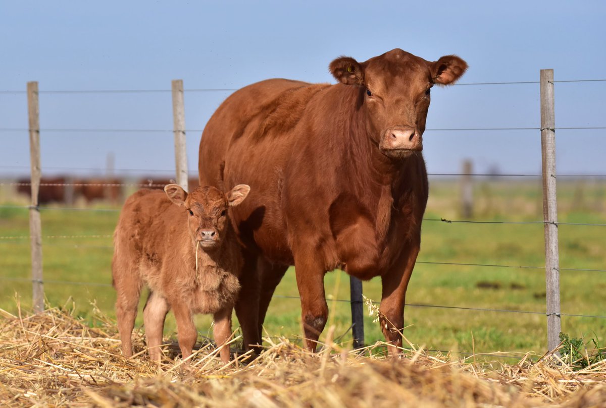 Algunas vistas de la hermosa madre Limangus PP RP 2679, de Cabaña LOS CHOLES de Administración Cook para su Remate Anual Selección de Otoño, a realizarse el 26 de junio en Estación Ombú, cerca de Huanguelén (Pcia de Bs As)
Remata Ferialvarez SRL