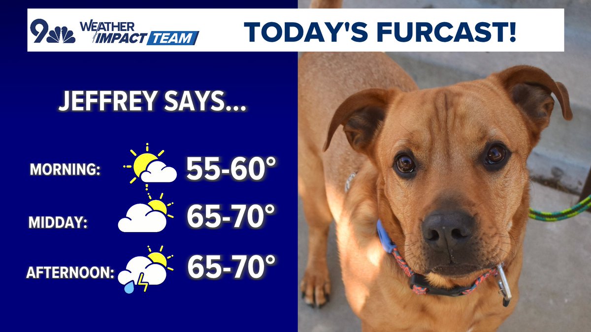 Jeffrey is sweet and affectionate, and he's looking for a forever home! And he also wants you to know to walk him this morning before the storms.

Want to adopt Jeffrey? <a href="/MaxFundShelter/">MaxFund Animal Adoption Center</a> contact info below:

#COwx